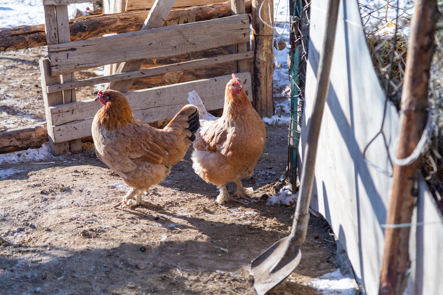 The Hidden Benefits Of Eating Organic Poultry