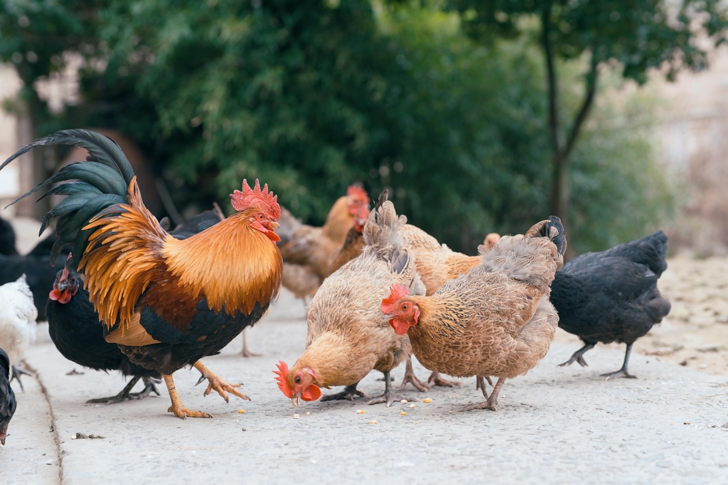 Five Reasons To Switch To Organic Meat