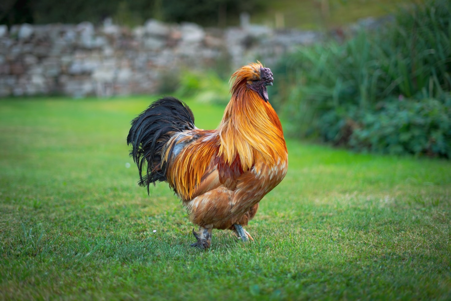 Cooking Tips For Perfect Organic Chicken Breasts