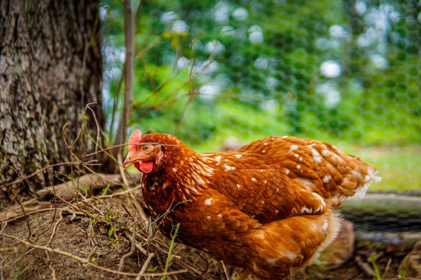 Understanding Poultry Labeling For Better Choices